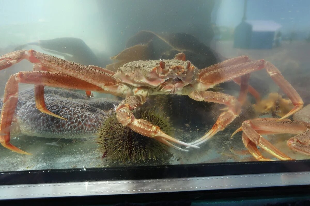    За 9 пойманных камчатских крабов рыболов из Хабаровского края поймал статью