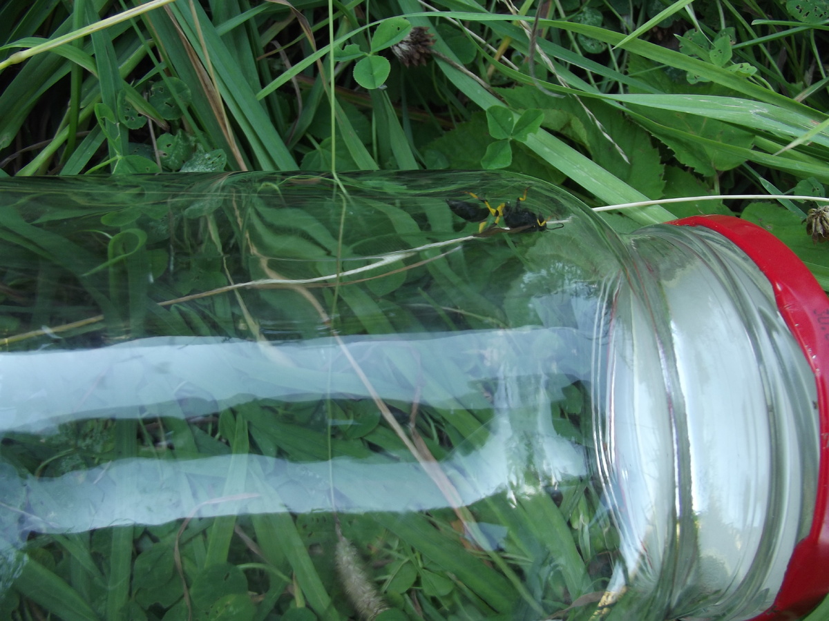 7 августа 2023 Опочецкий район