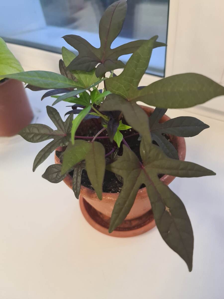 В галерее 2 фото. Ипомея «Свит Кэролайн Пёрпл»