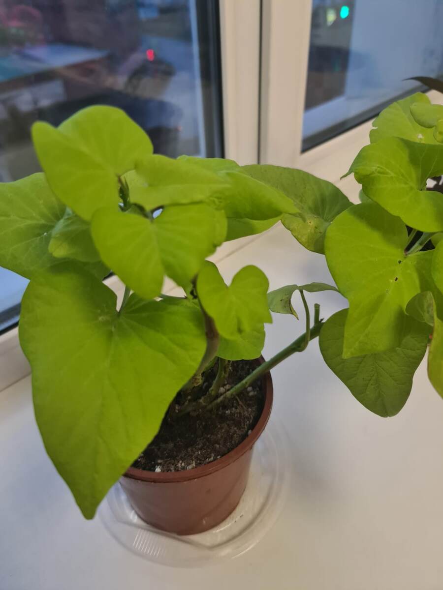 Ипомея батат Marguerite