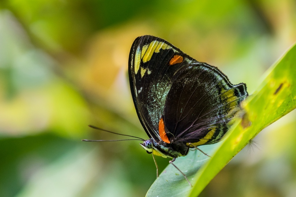 Майнс Джофруа, Джизабел Нимф (англ.),  бабочка из семейства Нимфалиды
