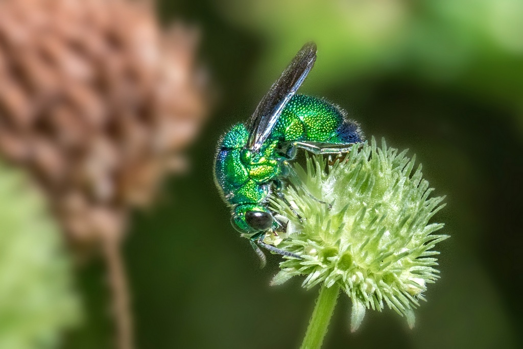 Какая-то козявка, фото (как и последующие) - из семейного архива