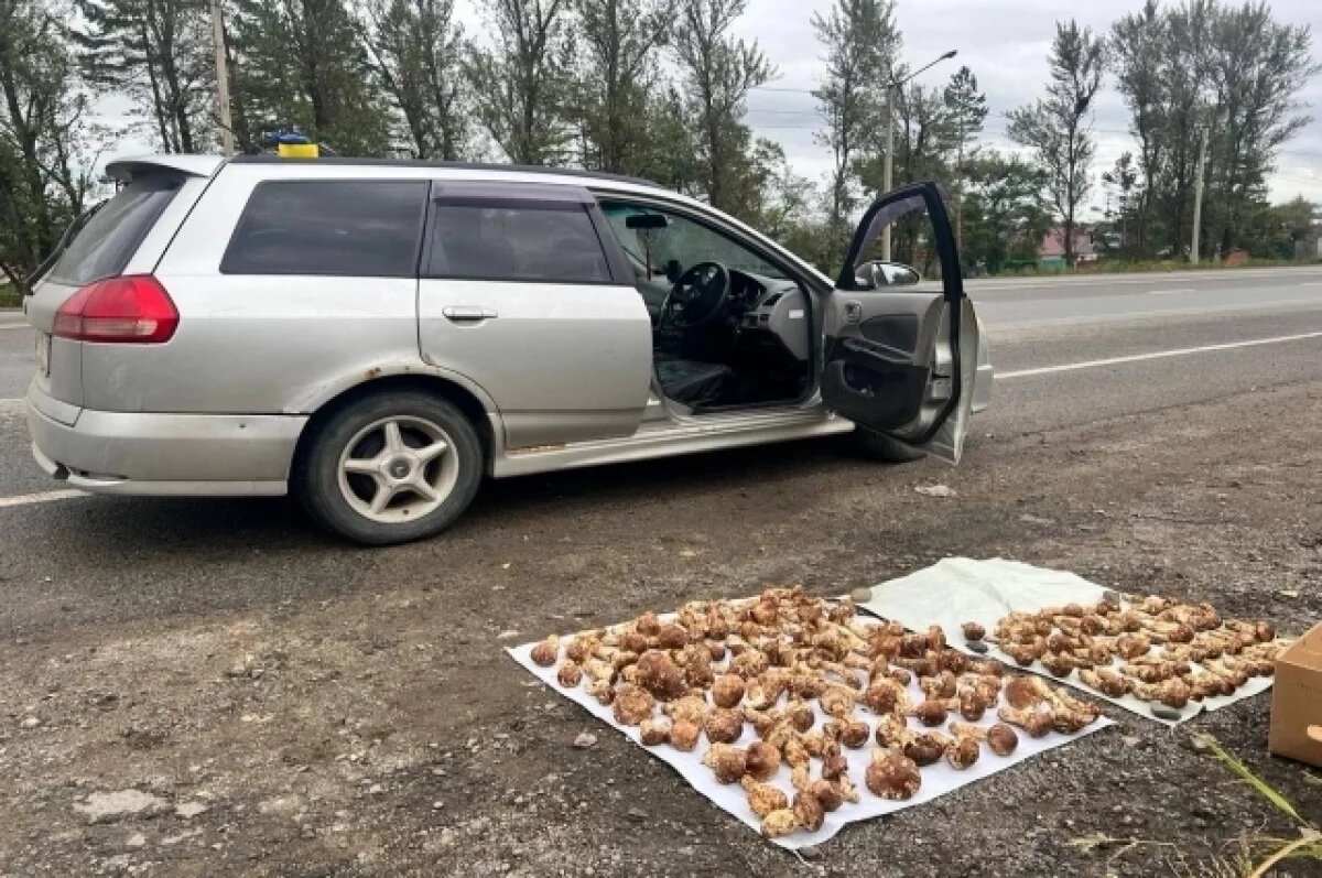    Пограничная служба изъяла 10 кг краснокнижных грибов