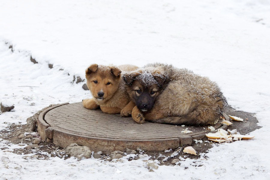 Фото взято из интернета