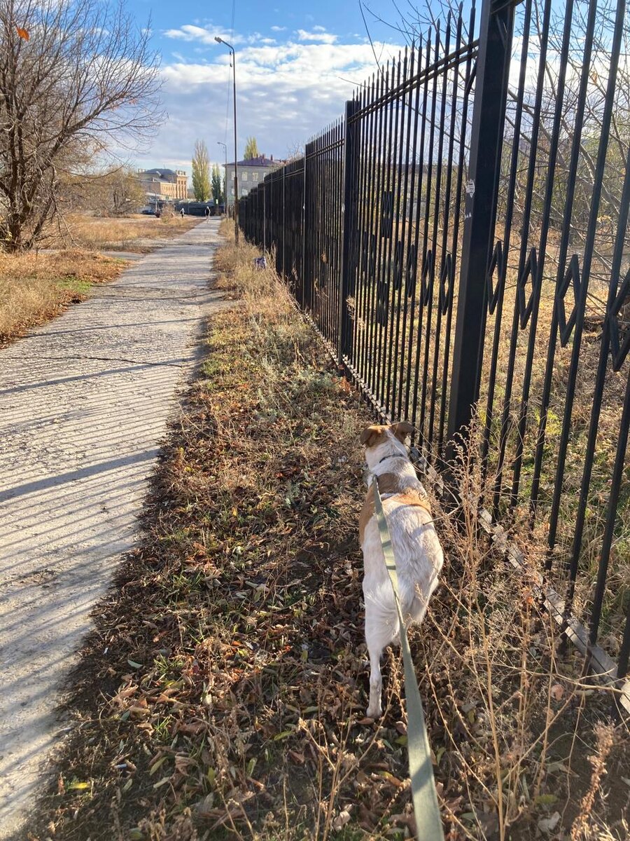 Мы примерно в середине забора. Сзади нас еще столько же, если не больше. 