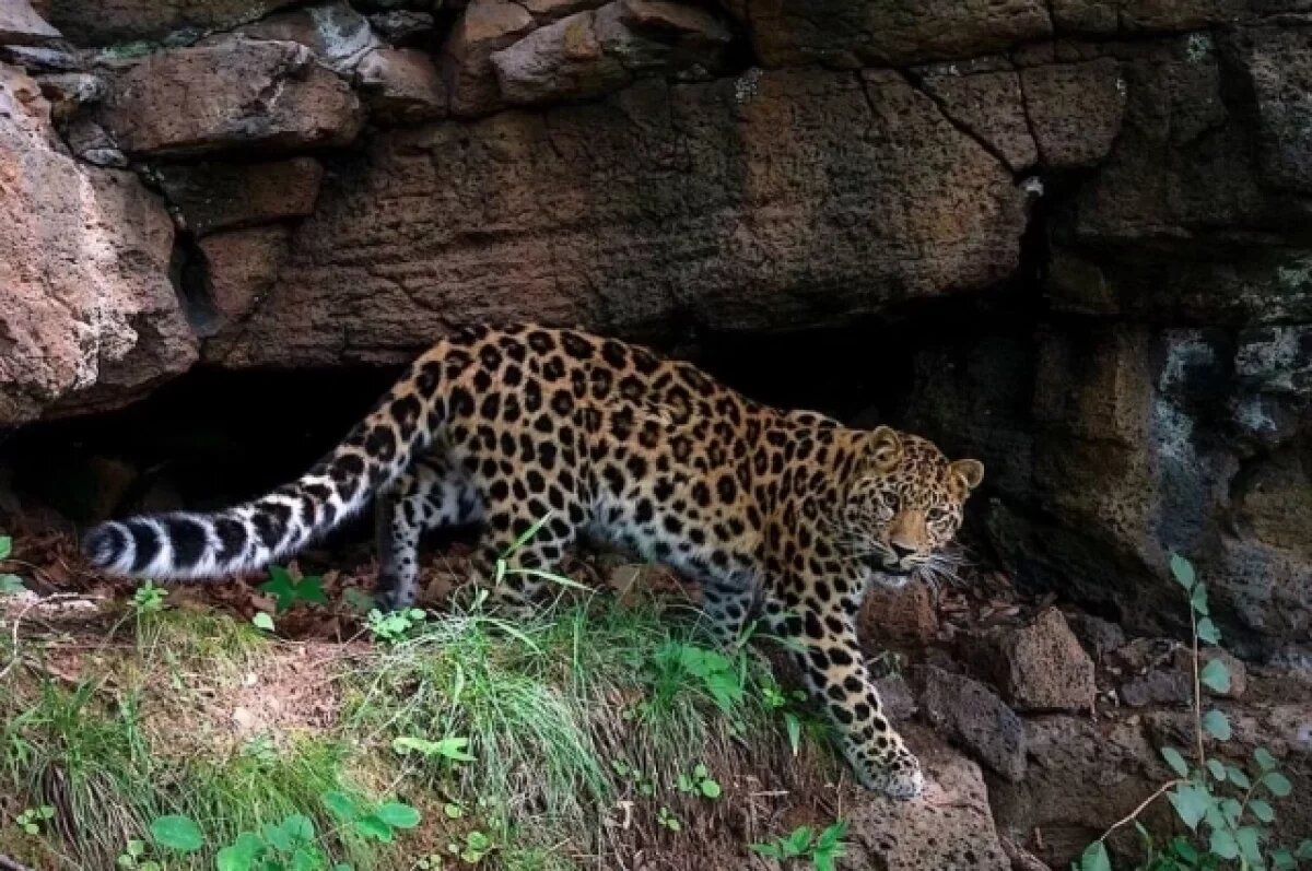    Незнакомого учёным леопарда обнаружили в Приморье благодаря фотоловушке