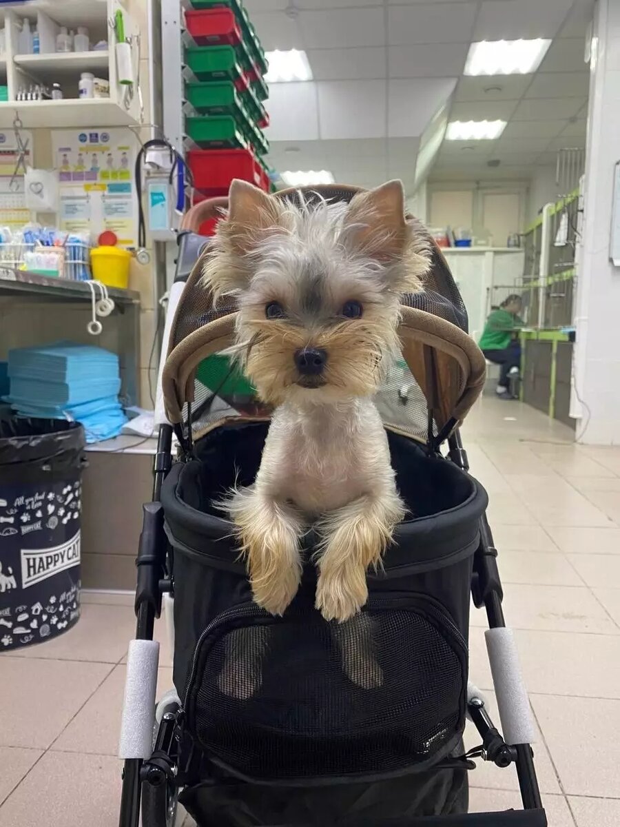     Источник: Живая планета. Сеть ветклиник и зоомагазинов / Vk.com