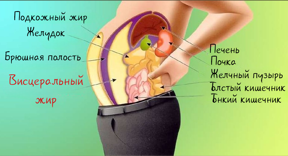 Что такое висцеральный жир и почему он опасен?