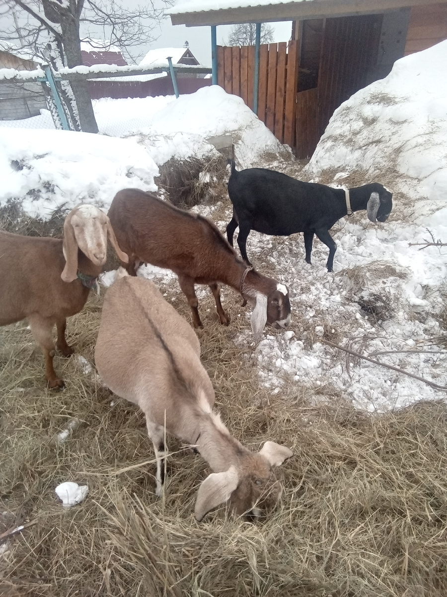 Фото автора.