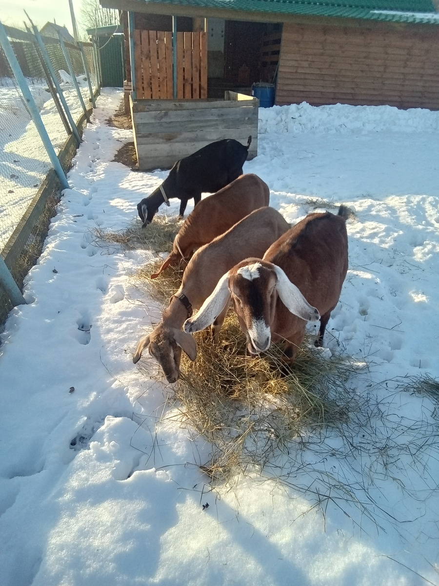 Фото автора.