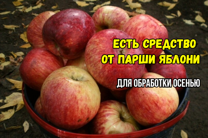 Как спасти яблоню от парши: осенняя обработка. И что мы делаем не так и обработки не помогают - неудобная правда. И доля оптимизма