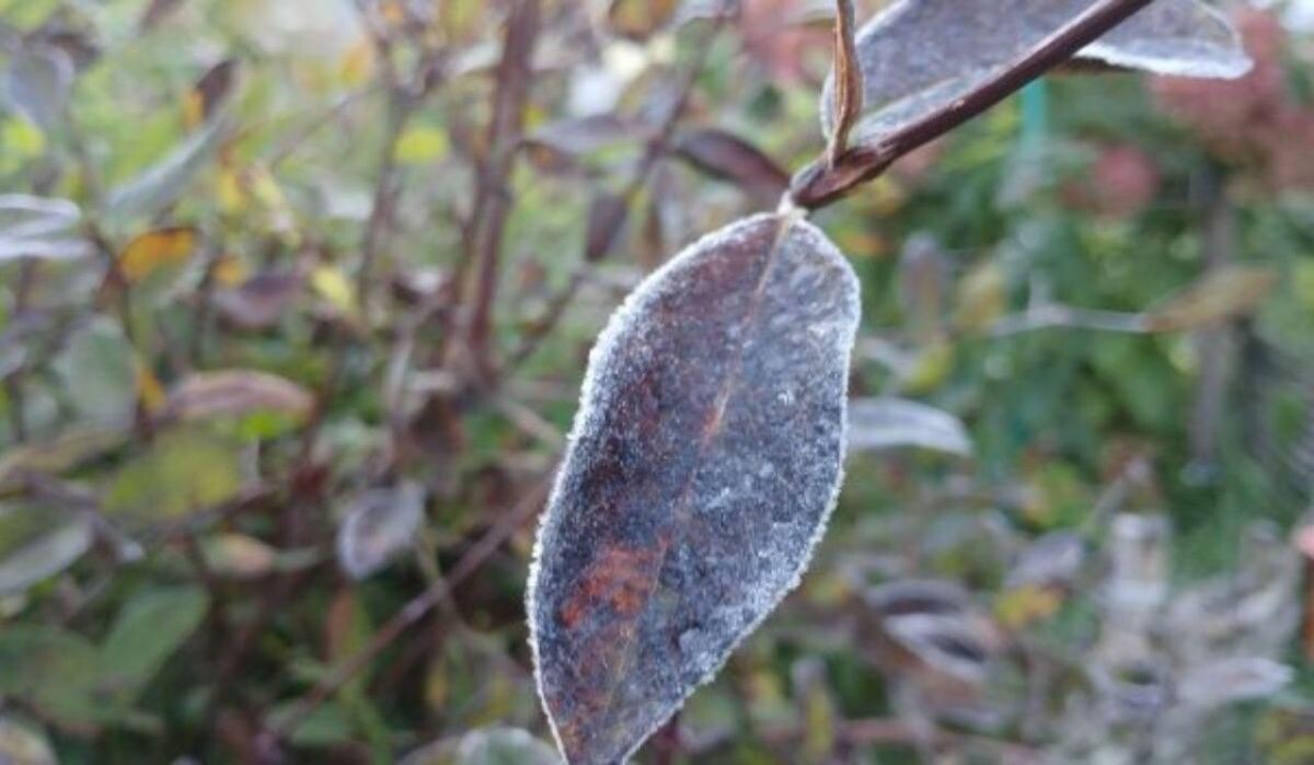     Иней на листьях. Источник: samadm.ru Автор фото: Виктория Васильева
