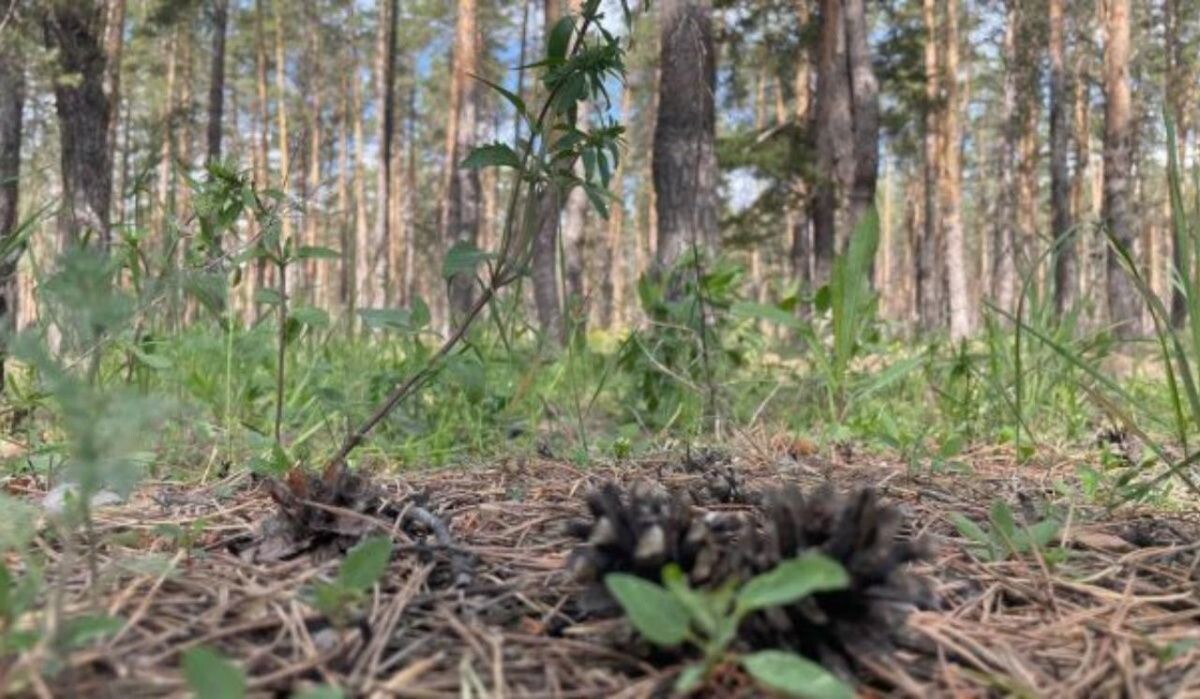     Лес. Источник: samadm.ru Автор фото: Вероника Тивикова