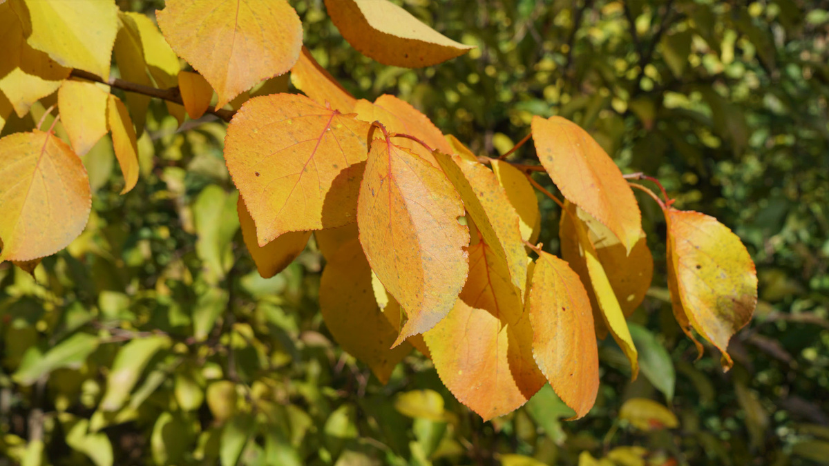 Желто-оранжевые листья абрикоса в октябре