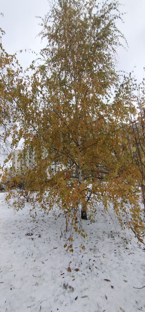 Личное фото