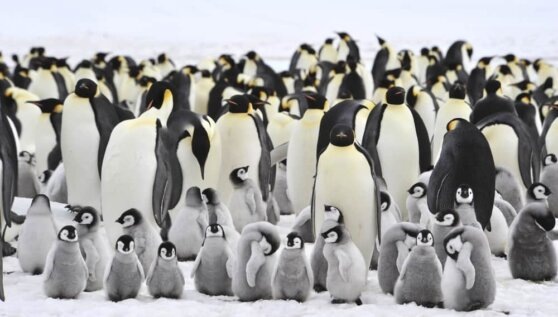    Императорский пингвин из Антарктиды проплыл рекордные 3,4 тыс. км до берегов Австралии Андрей Галкин