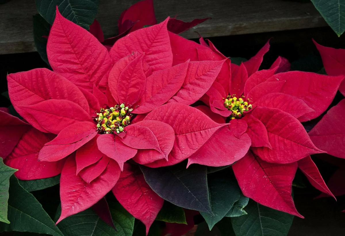 Источник фото: mirzhvetov.ru