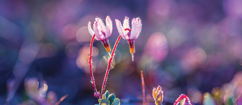 Фото: Shutterstoсk/FOTODOM