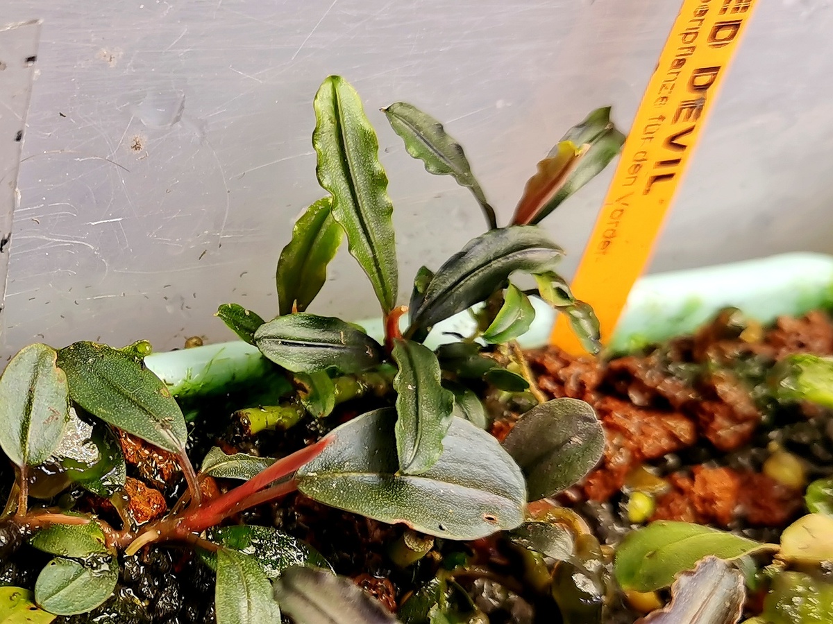 Bucephalandra sp. Red sword