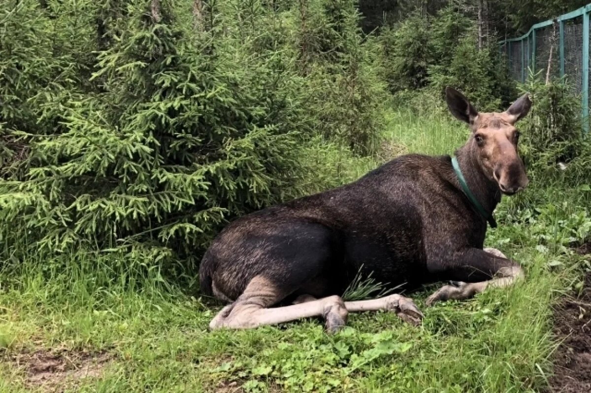   Житель Пермского края предстанет перед судом за незаконную охоту на лося