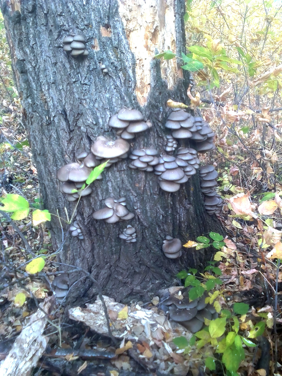 Вёшенка на тополе