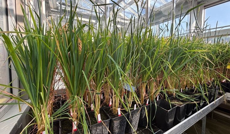    Озимая пшеница со множественными устойчивостями к болезням создается в Швейцарии новым методом мутагенеза