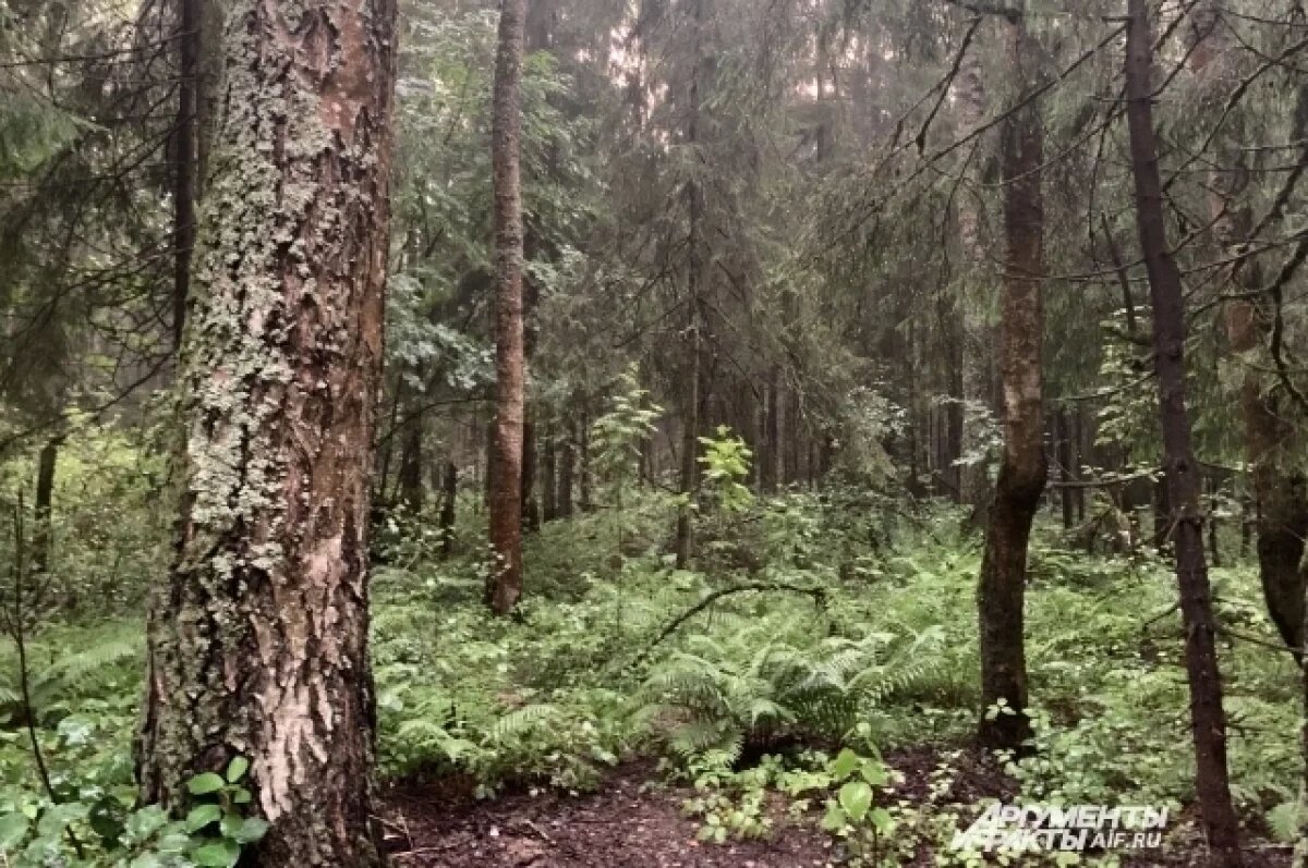    Стоянки и глэмпинги появятся в нацпарке «Нижегородское Поволжье»