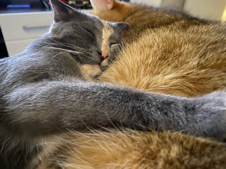     Фото: "МК в Калуге"