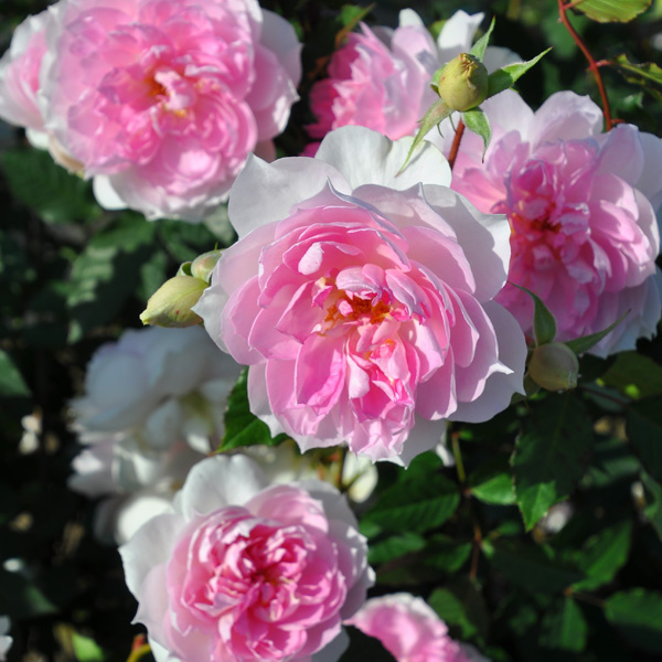 фото их открытых источников интернета