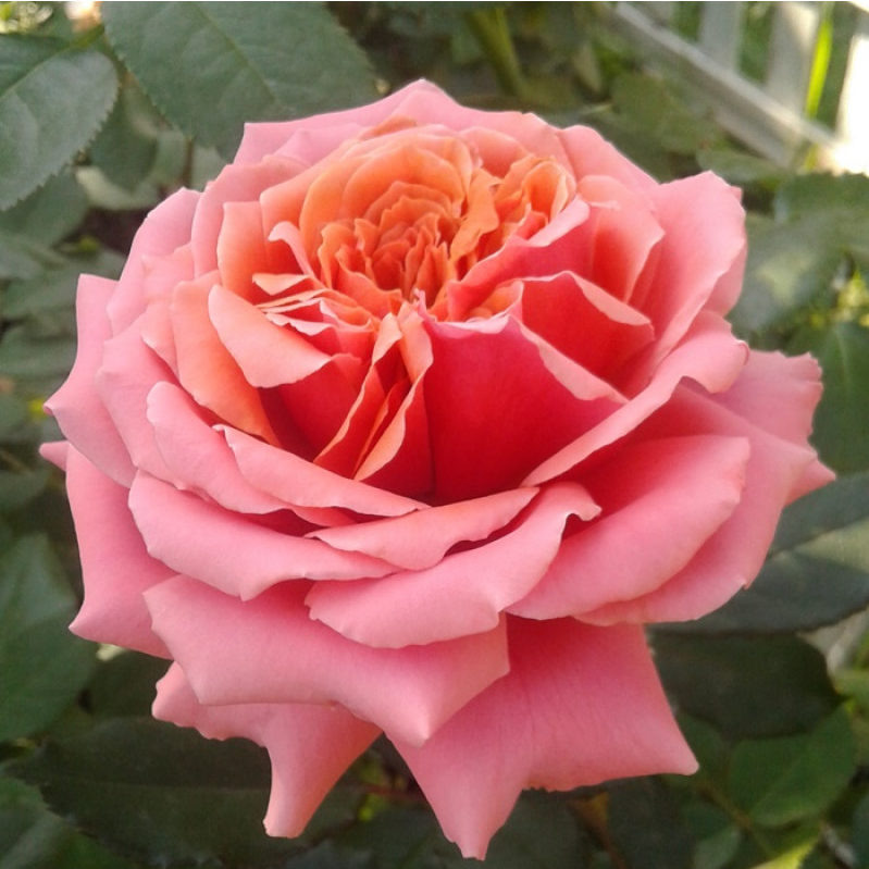 фото из открытых источников интернета
