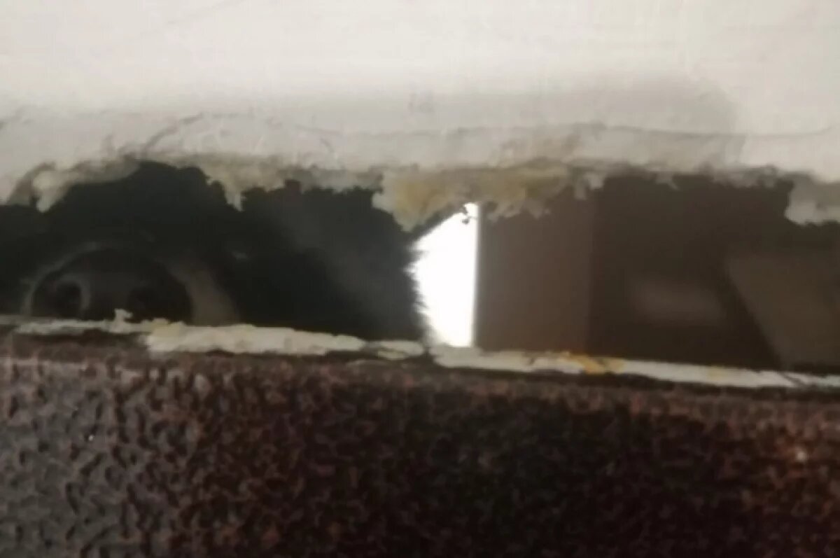    В Новосибирской области спасают енота, запертого в квартире