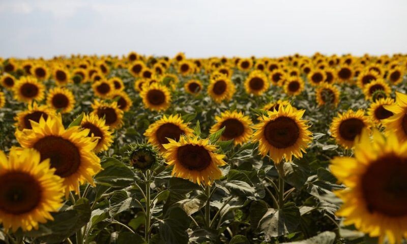    Фото freepik.com