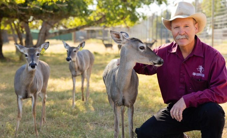    Первые испытания пероральной вакцины против сибирской язвы прошли успешно на белохвостых оленях