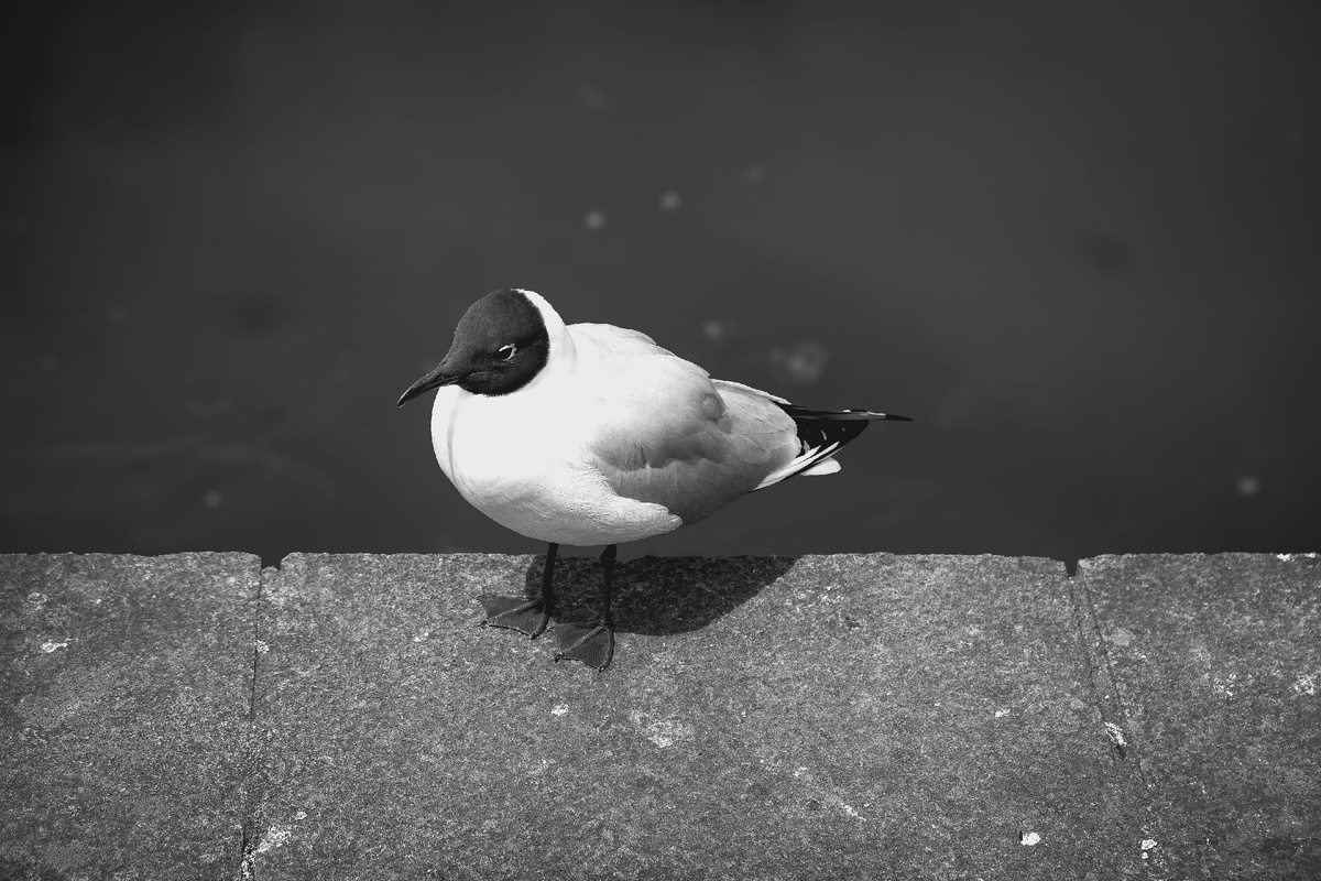 Картинка с бесплатного фотостока https://unsplash.com, автор Sedimentary Rock