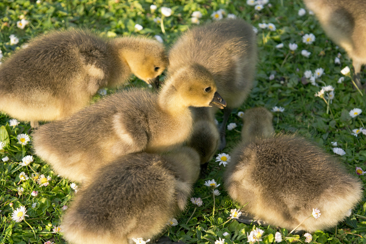 Картинка с бесплатного фотостока https://unsplash.com, автор Chris Linnett