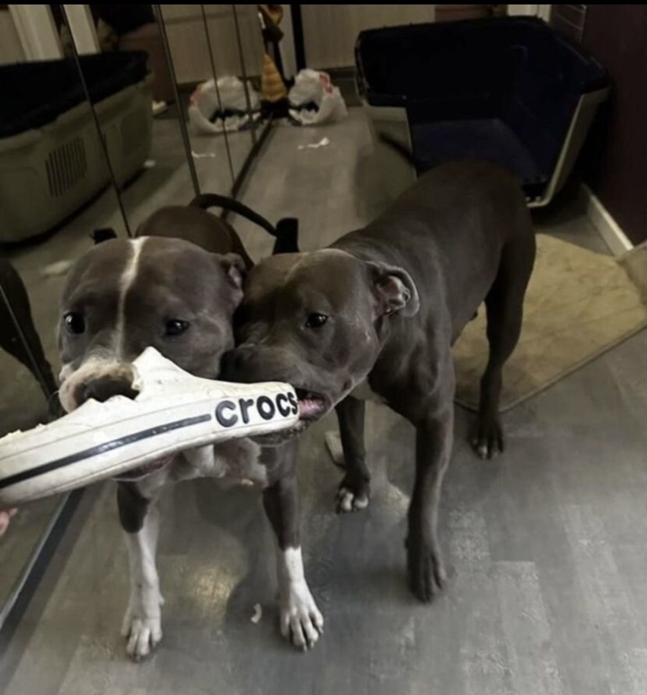 Мечтаете украсить быт БОЛЬШОЙ СОБАКОЙ или сразу двумя?)