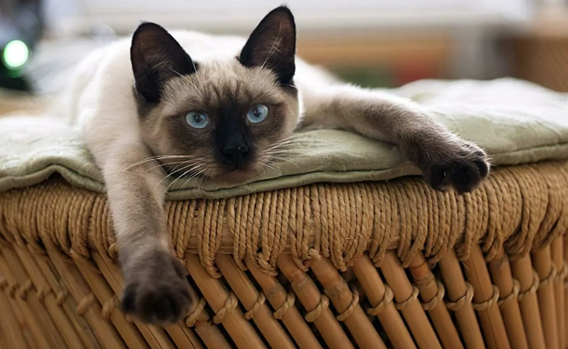 Необычный факт о сиамских кошках: у них есть особенность, связанная с их знаменитым окрасом — «температурный окрас». Дело в том, что цвет шерсти сиамов зависит от температуры тела! Ген, отвечающий за колор-пойнтовый окрас, активируется только на холодных участках тела, таких как лапы, хвост, уши и мордочка. При более низкой температуре цвет становится темнее, тогда как на более тёплых частях тела шерсть остаётся светлой.