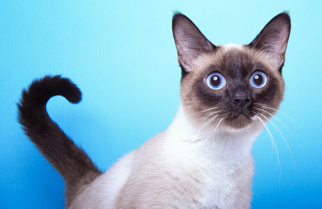 Интересный факт о сиамских кошках: они обладают специфическим строением глаз, из-за чего у них часто наблюдается небольшое косоглазие. Этот феномен связан с тем, что у сиамов сетчатка имеет нестандартную структуру — у них отсутствуют некоторые нервные волокна, которые обычно соединяют оба глаза. Из-за этого их глаза не всегда работают синхронно, что и создаёт слегка «косоглазый» эффект.