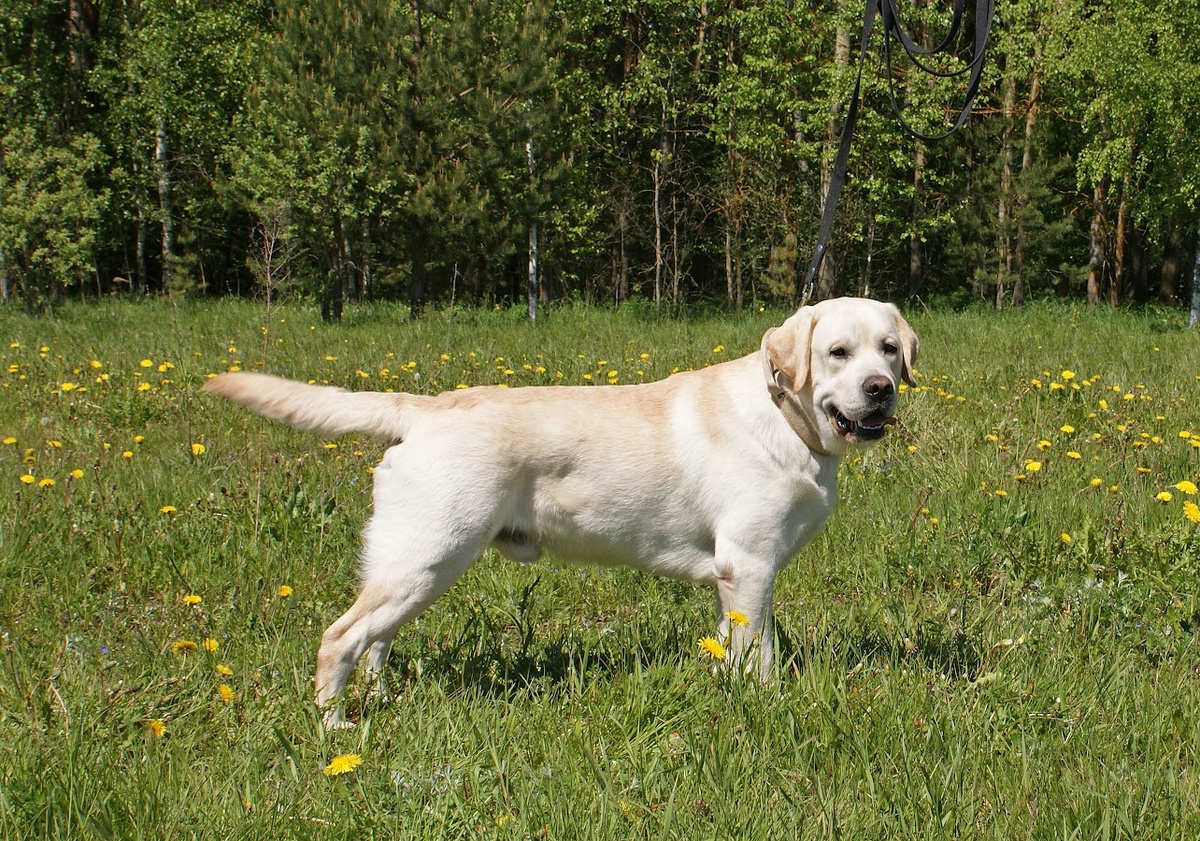 Жерминаль Мисти Якобс Монарх