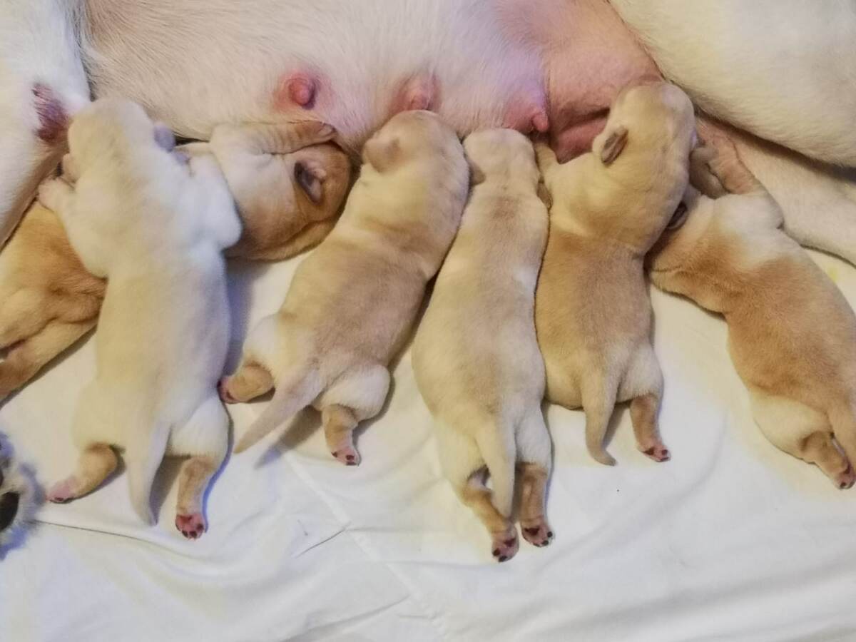 Щенки лабрадора в питомнике ВАЛНЕРИЗ