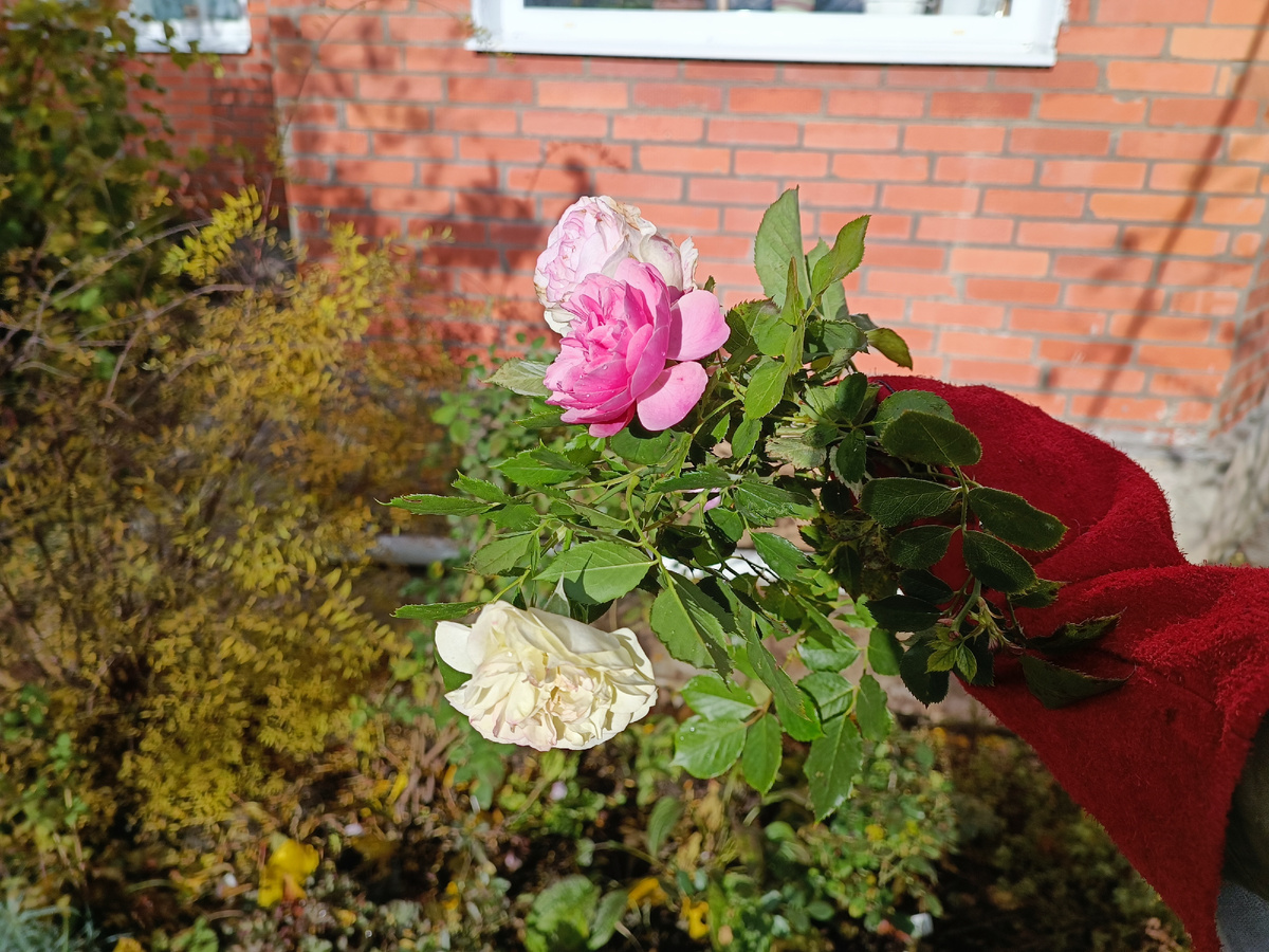 Прощальный букет - обрезала несмотря на зелёную листву и бодрый вид