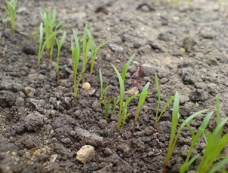всходы в апреле