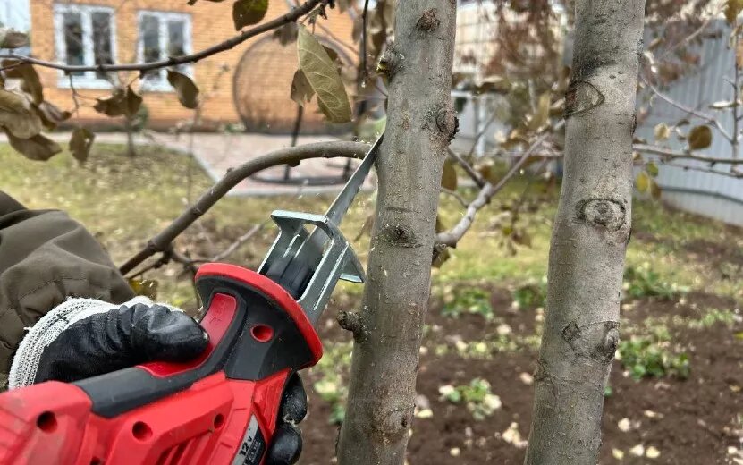    Создаем форму и готовим к зиме: осенняя обрезка плодовых деревьев