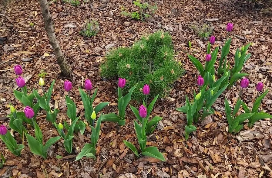  В средней полосе РФ благоприятным временем посадки луковичных цветов считается конец сентября и до начала ноября   © "Интерфакс", Мария Исаак