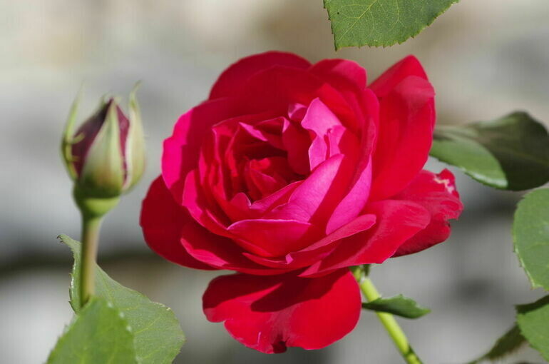   Игорь Самохвалов/ПГ