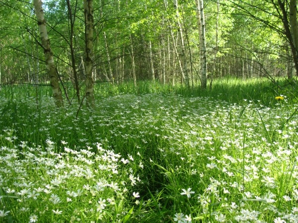 Начало лета 2020