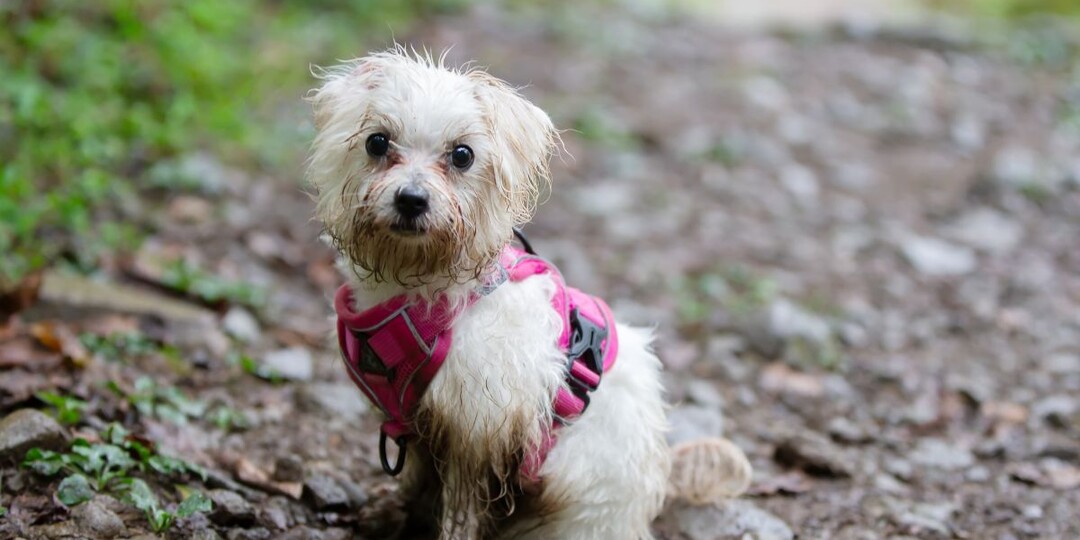 Что делать, если вы нашли собаку на улице: пошаговая инструкция