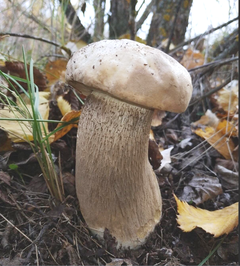 Автор фото Дмитрий Меньшиков