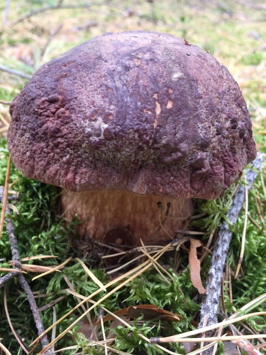 Автор фото Галина Ш.