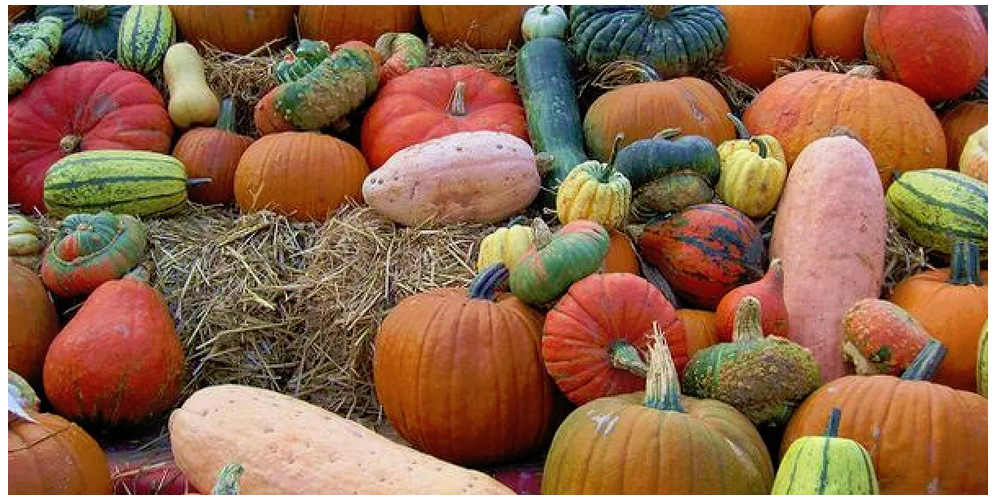 Многообразие сортов тыквы.